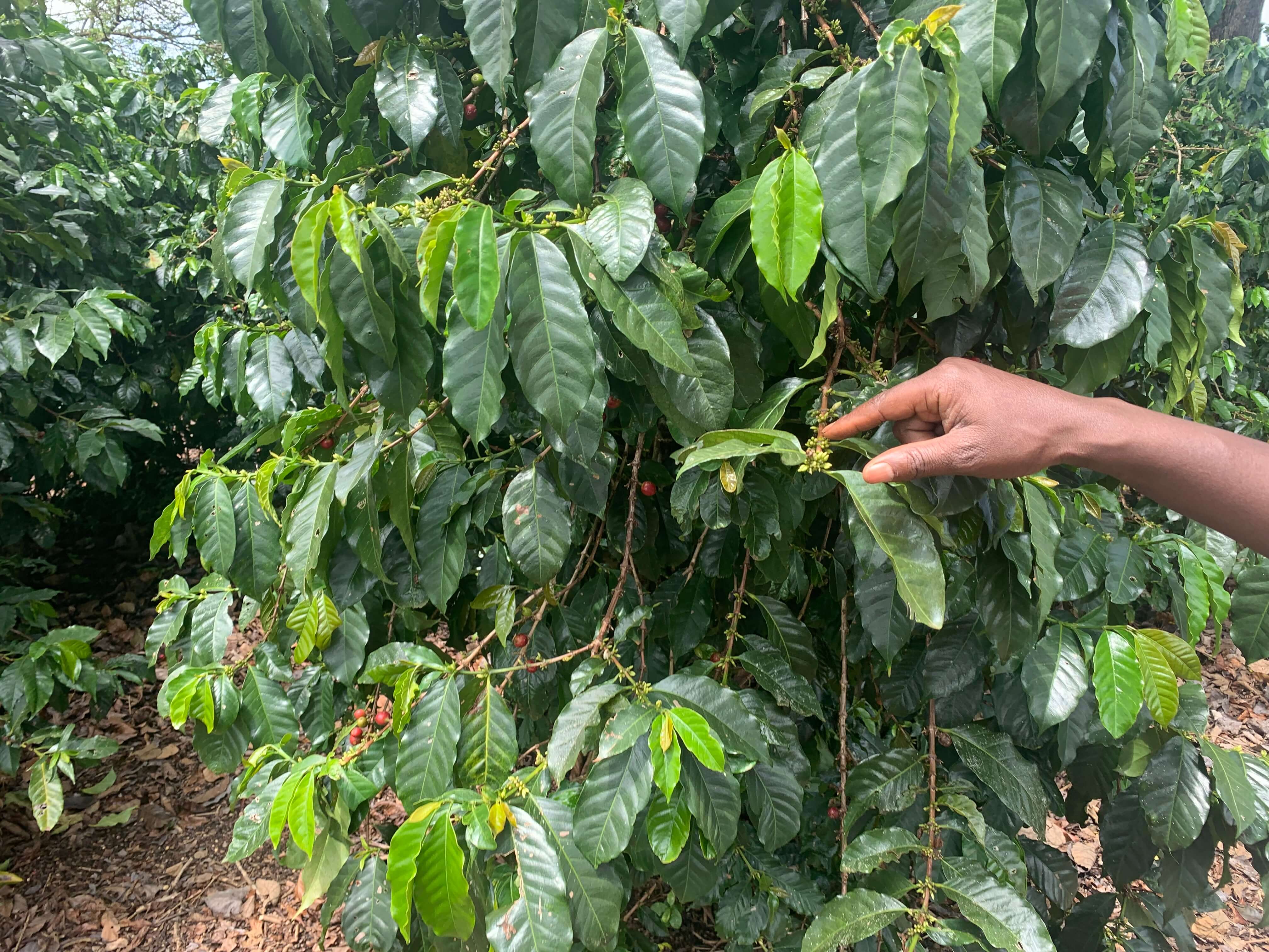 Roots in Kenya
