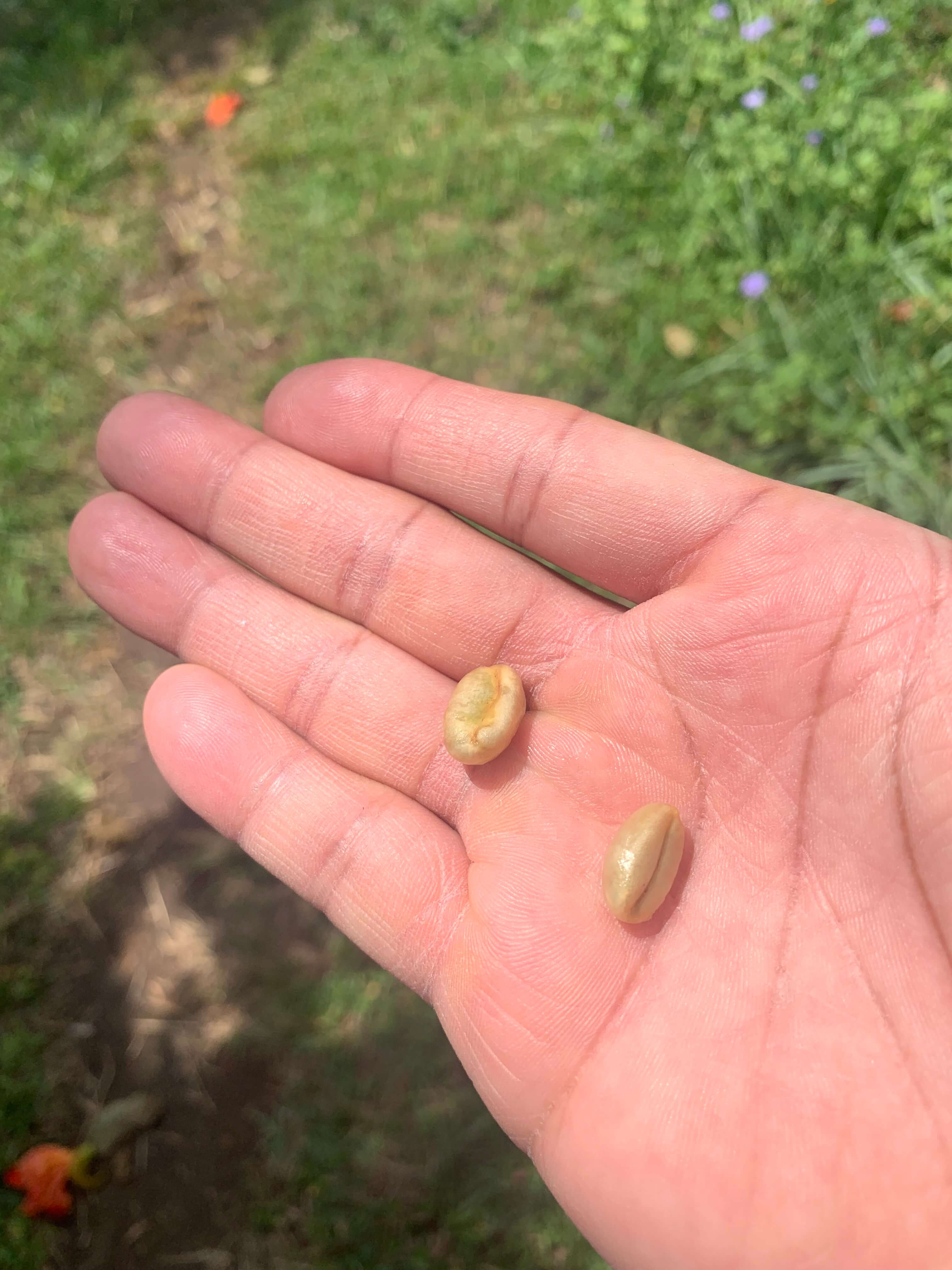 Green beans in hand